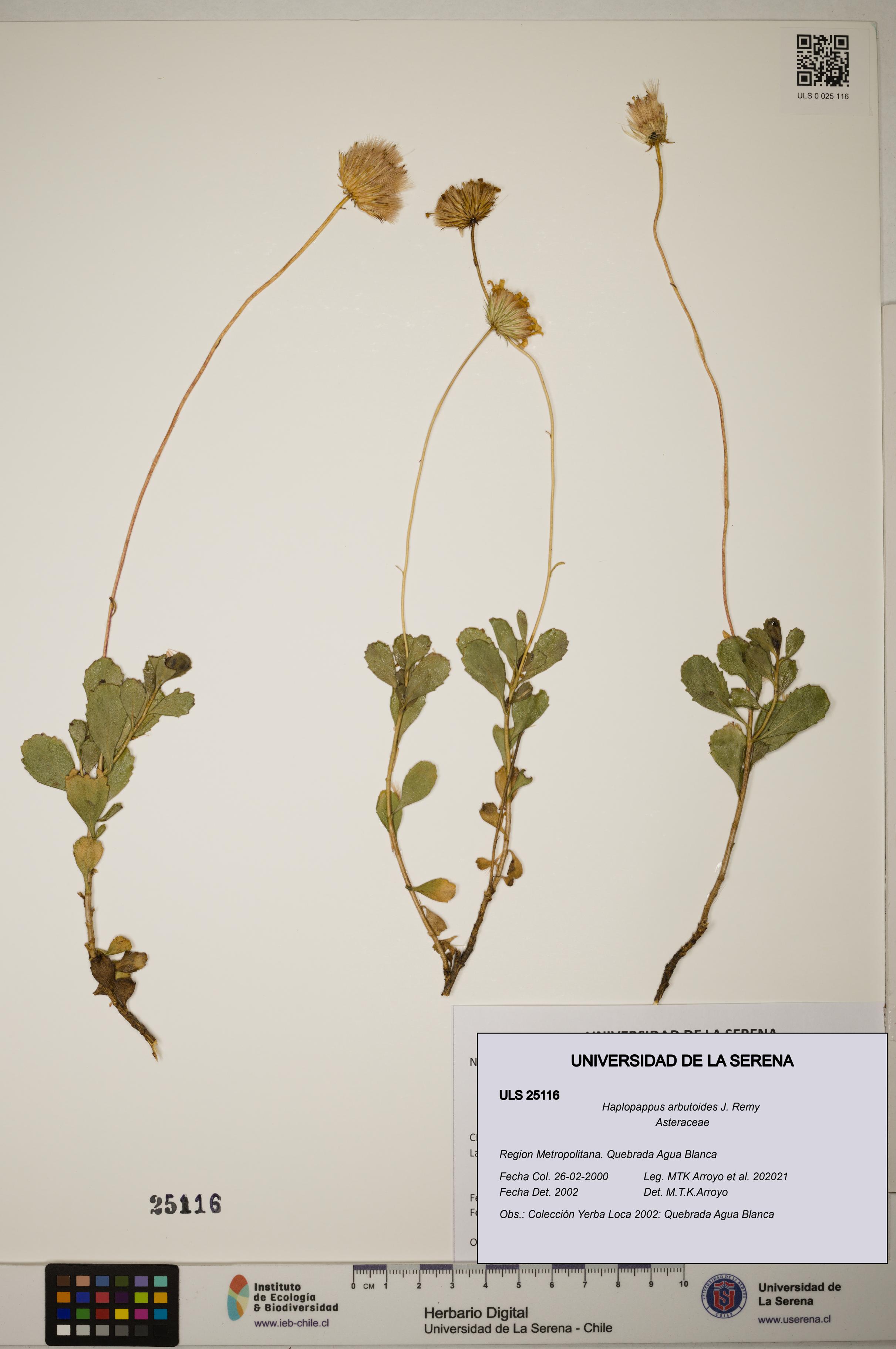 Haplopappus arbutoides [Espécimen: ]