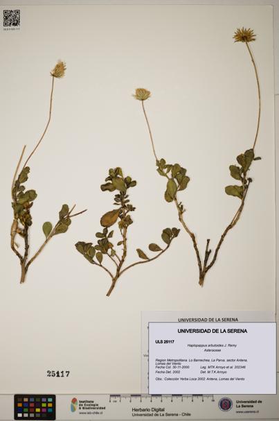Haplopappus arbutoides [Espécimen: ]