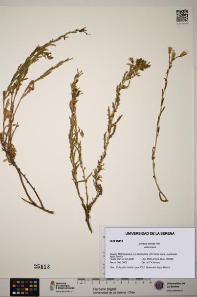 Senecio davilae [Espécimen: ]
