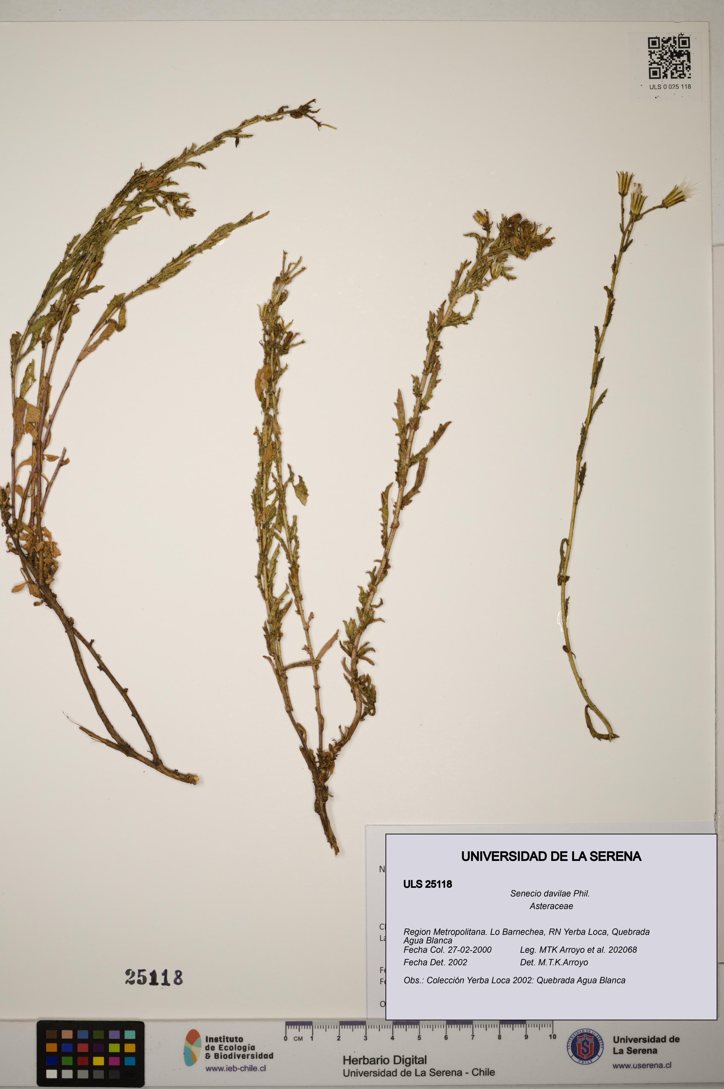 Senecio davilae [Espécimen: ]