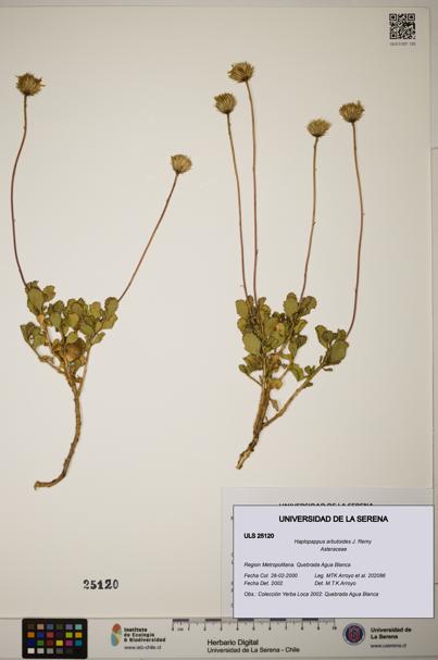 Haplopappus arbutoides [Espécimen: ]
