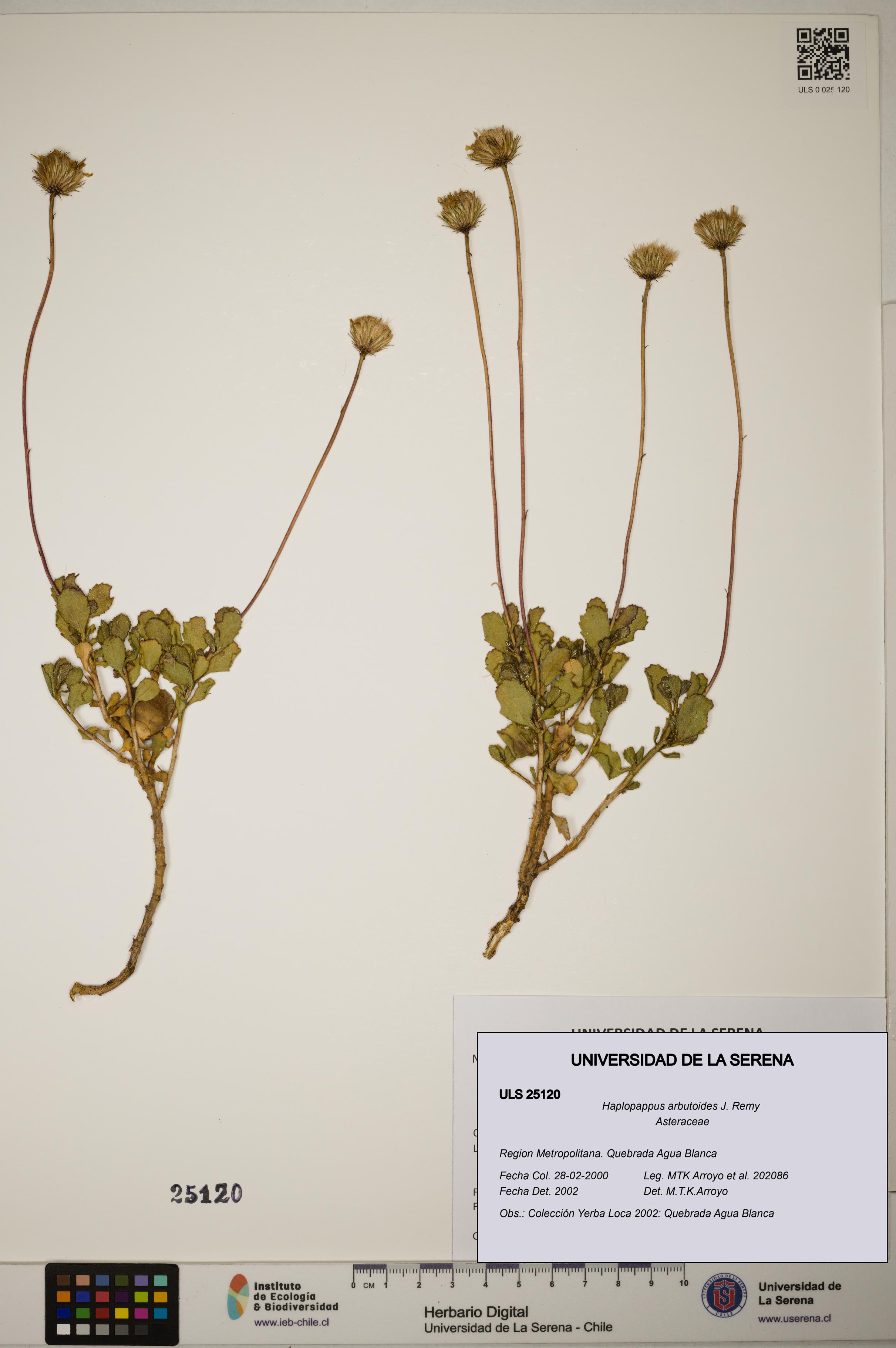 Haplopappus arbutoides [Espécimen: ]