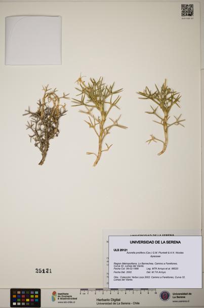 Azorella prolifera [Espécimen: ]