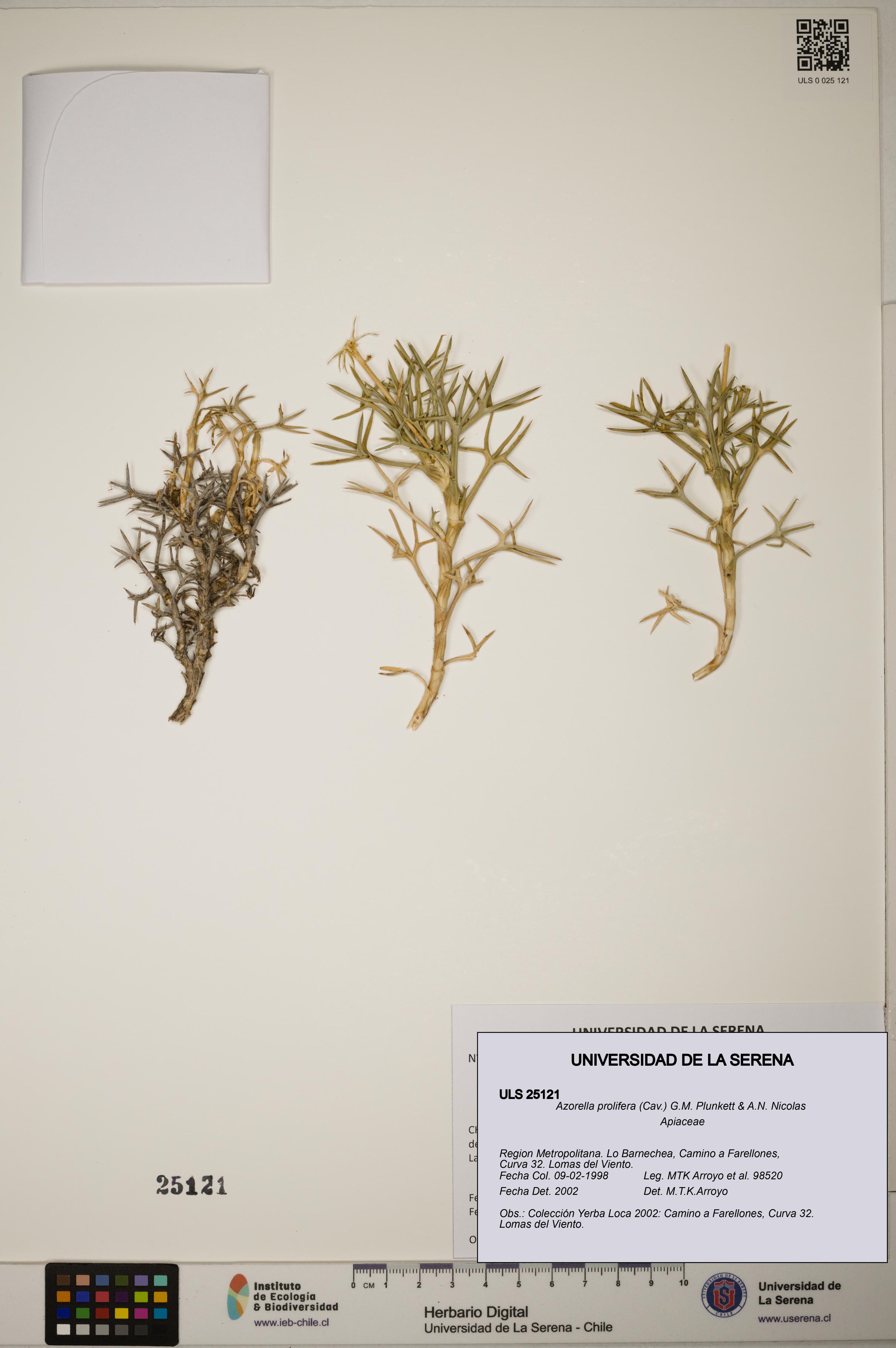 Azorella prolifera [Espécimen: ]