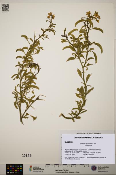 Solanum ligustrinum [Espécimen: ]