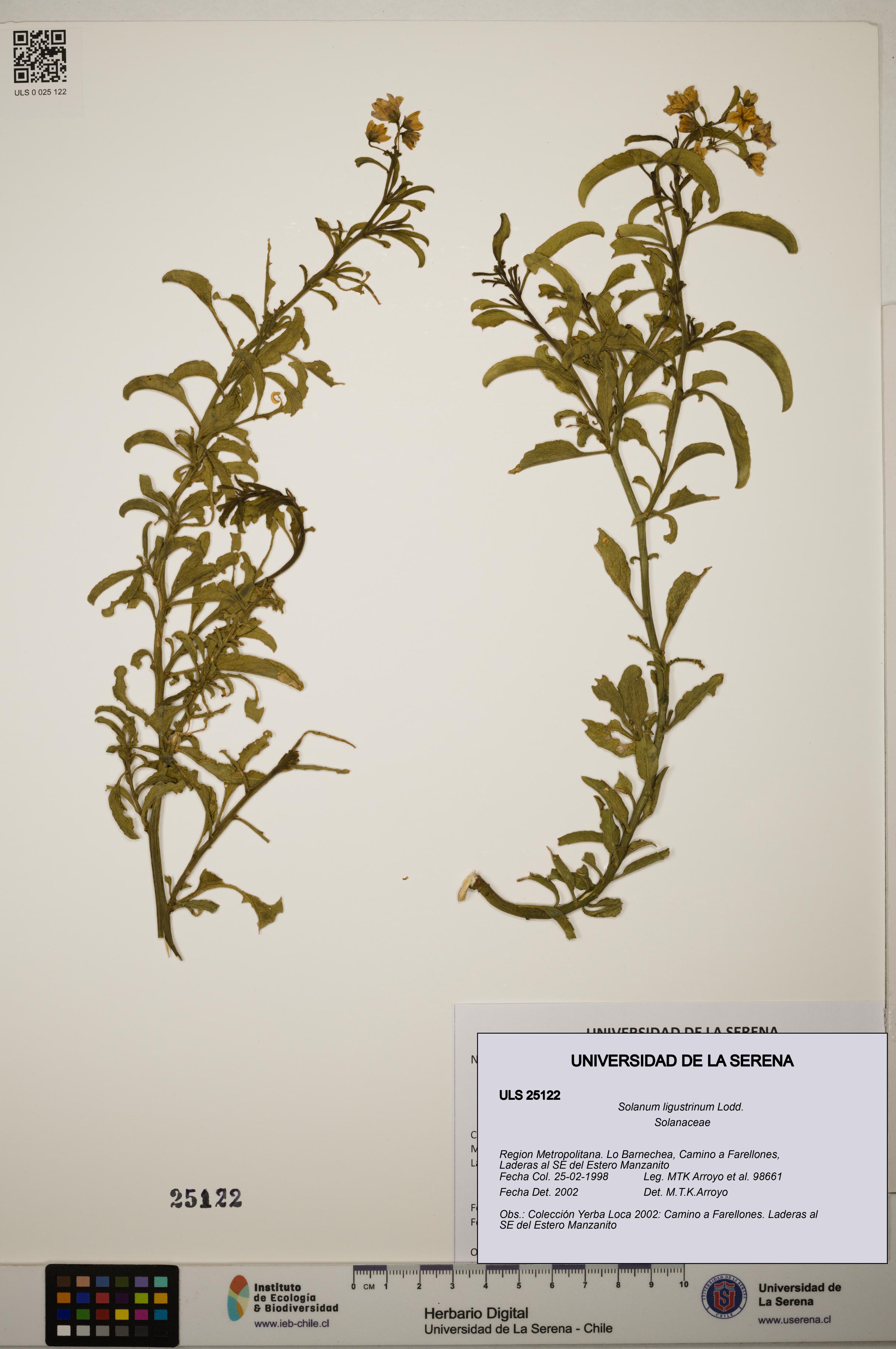 Solanum ligustrinum [Espécimen: ]