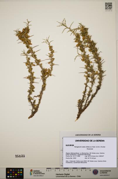 Tetraglochin alata [Espécimen: ]