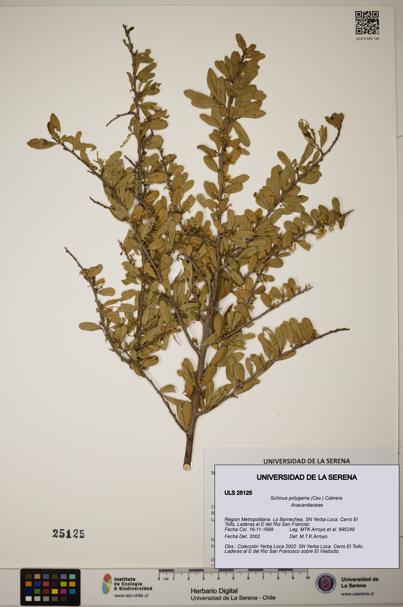 Schinus polygama [Espécimen: ]