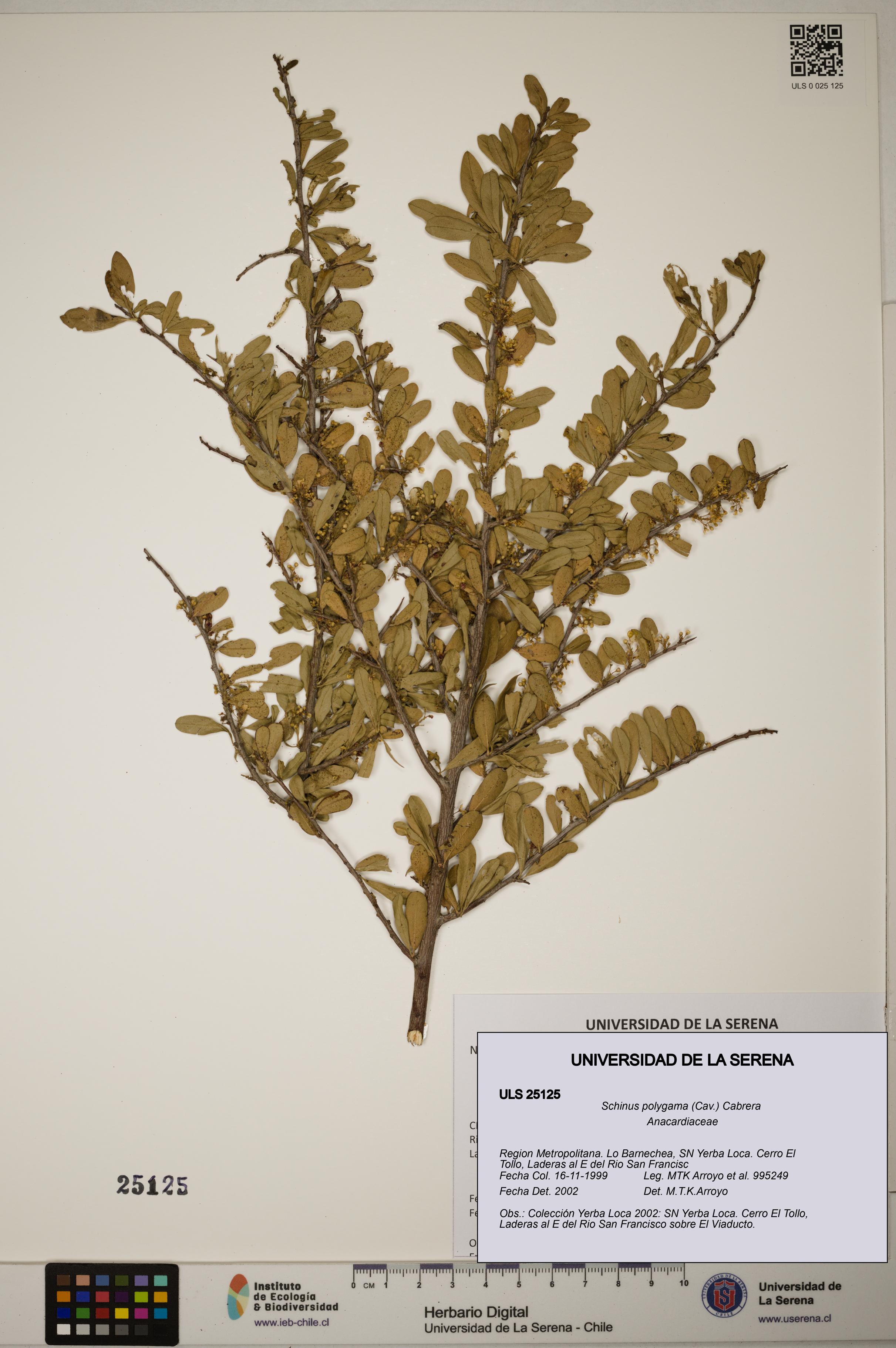 Schinus polygama [Espécimen: ]