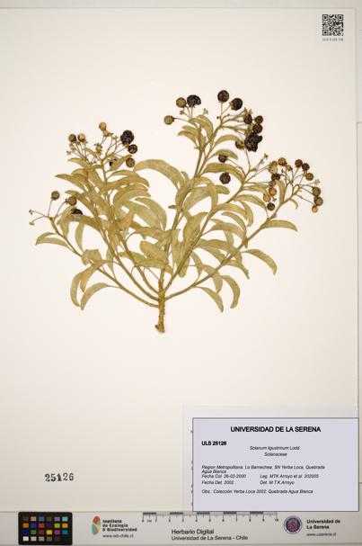 Solanum ligustrinum [Espécimen: ]