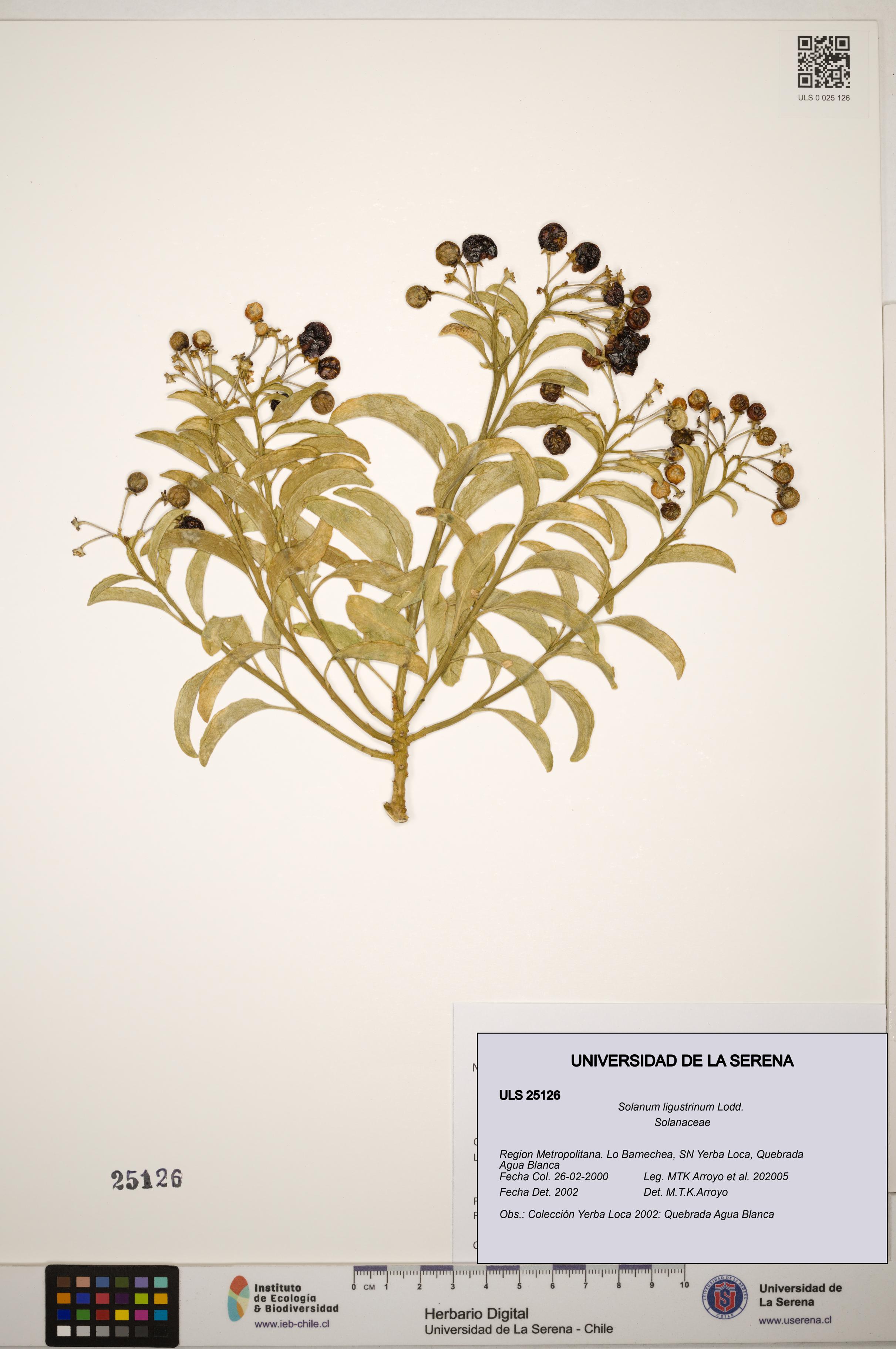 Solanum ligustrinum [Espécimen: ]