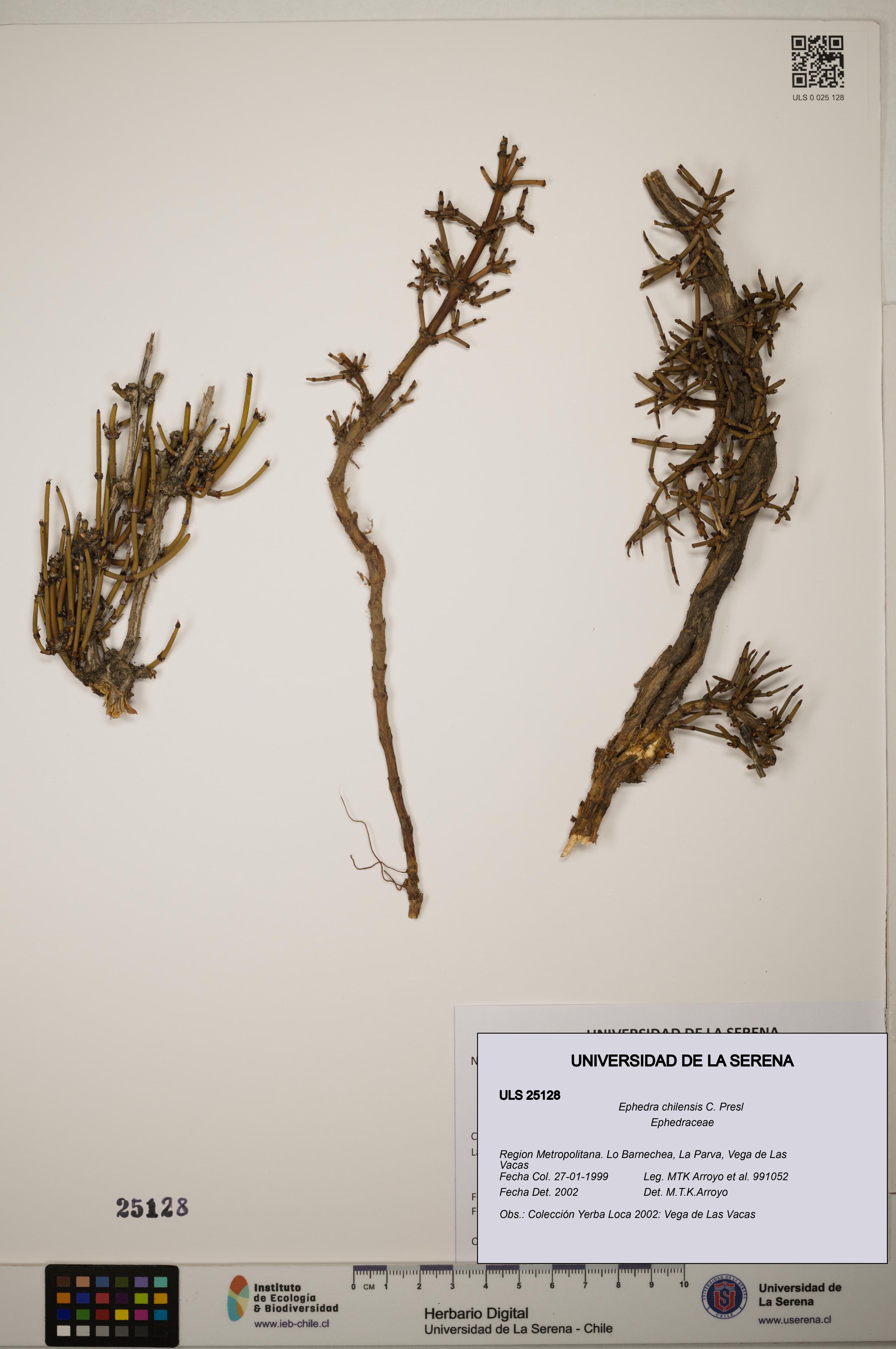 Ephedra chilensis [Espécimen: ]