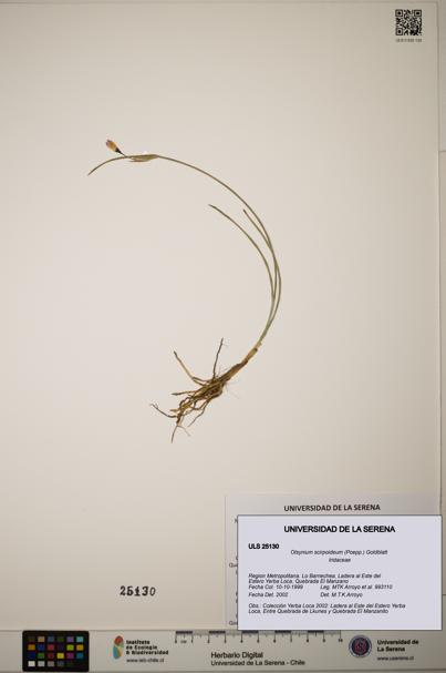 Olsynium scirpoideum [Espécimen: ]