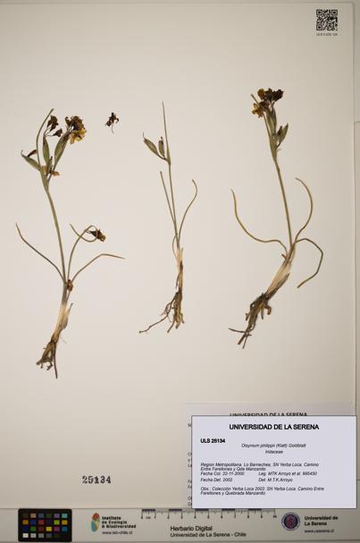 Olsynium philippii [Espécimen: ]