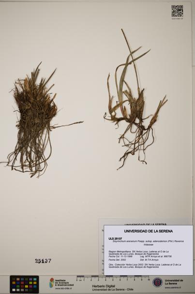 Sisyrinchium arenarium subsp. adenostemon [Espécimen: ]