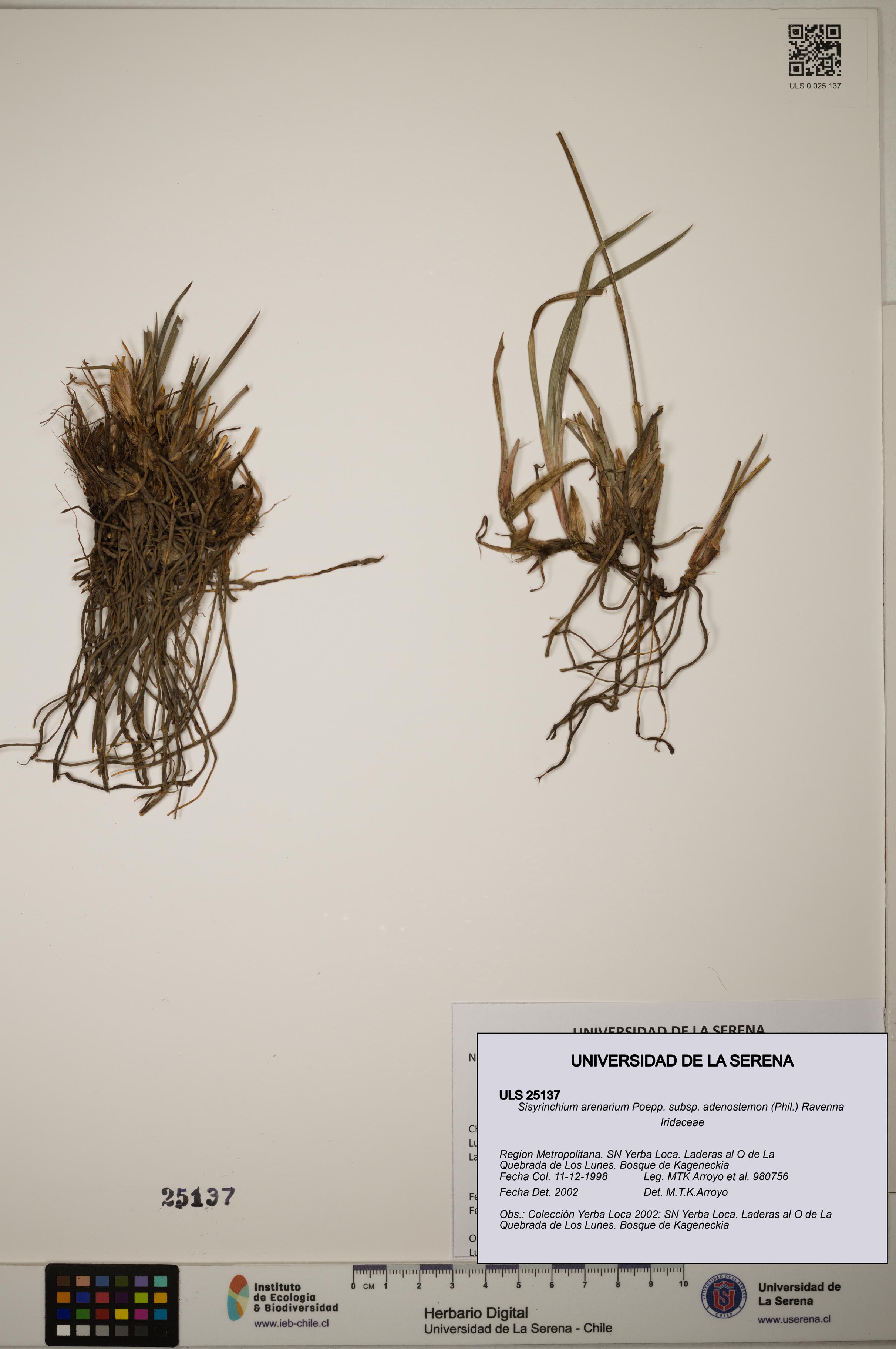 Sisyrinchium arenarium subsp. adenostemon [Espécimen: ]