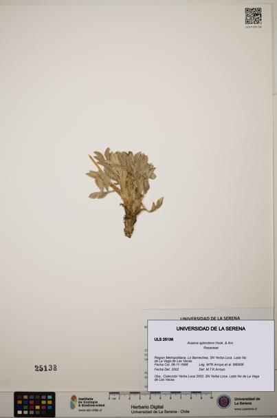Acaena splendens [Espécimen: ]