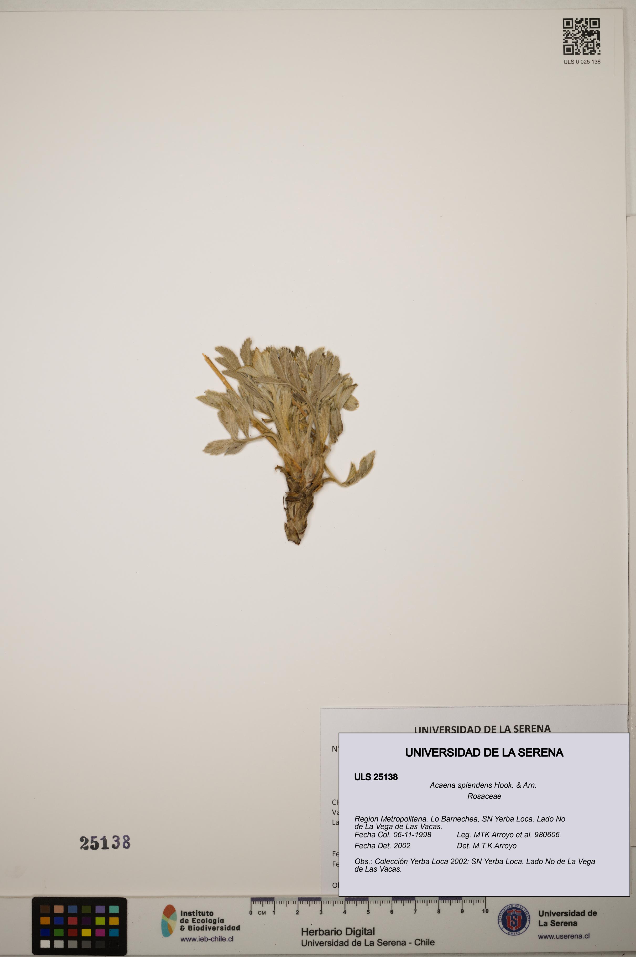Acaena splendens [Espécimen: ]