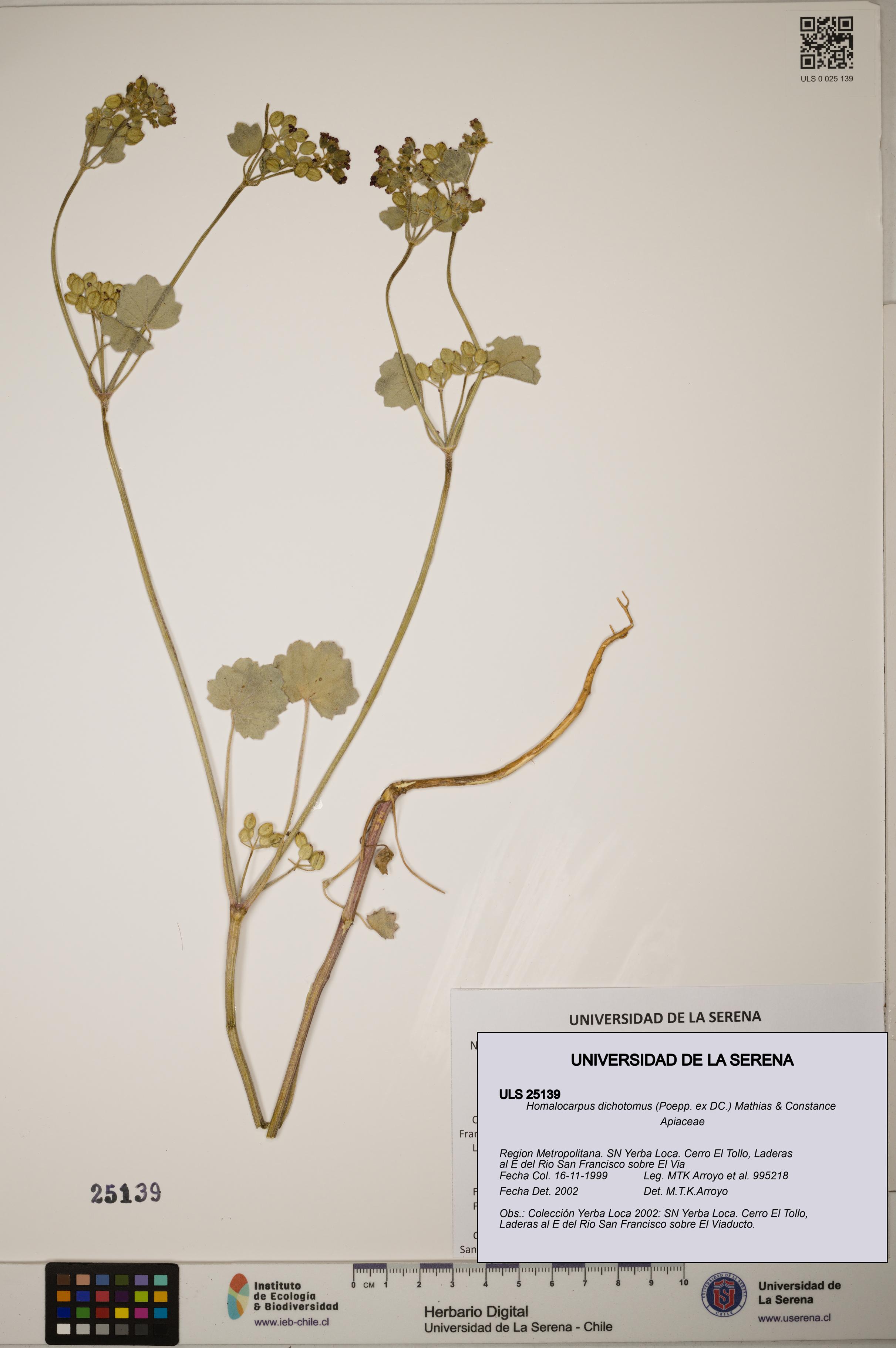 Homalocarpus dichotomus [Espécimen: ]