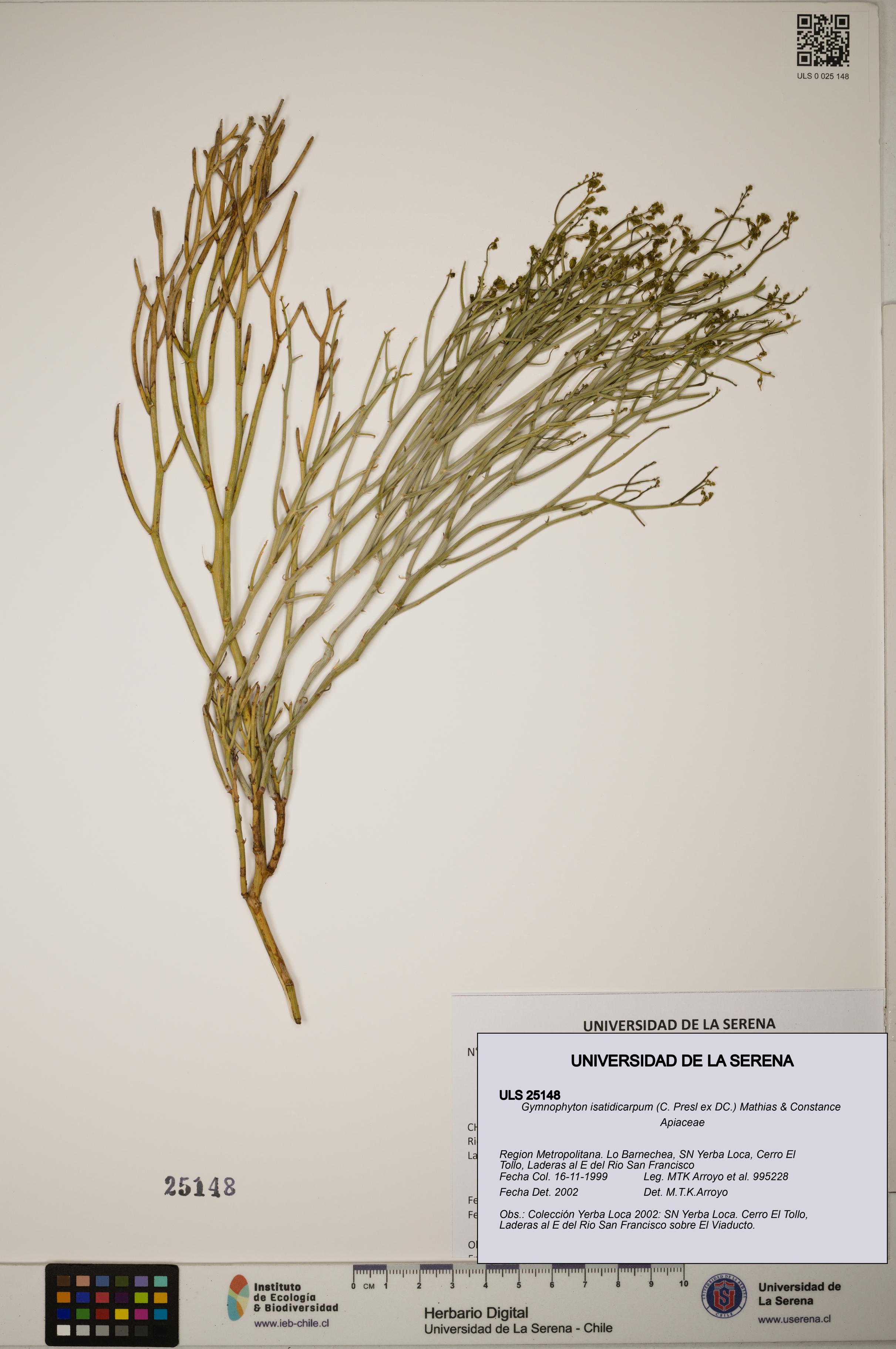 Gymnophyton isatidicarpum [Espécimen: ]
