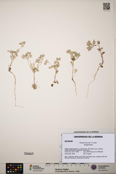 Phacelia secunda [Espécimen: ]