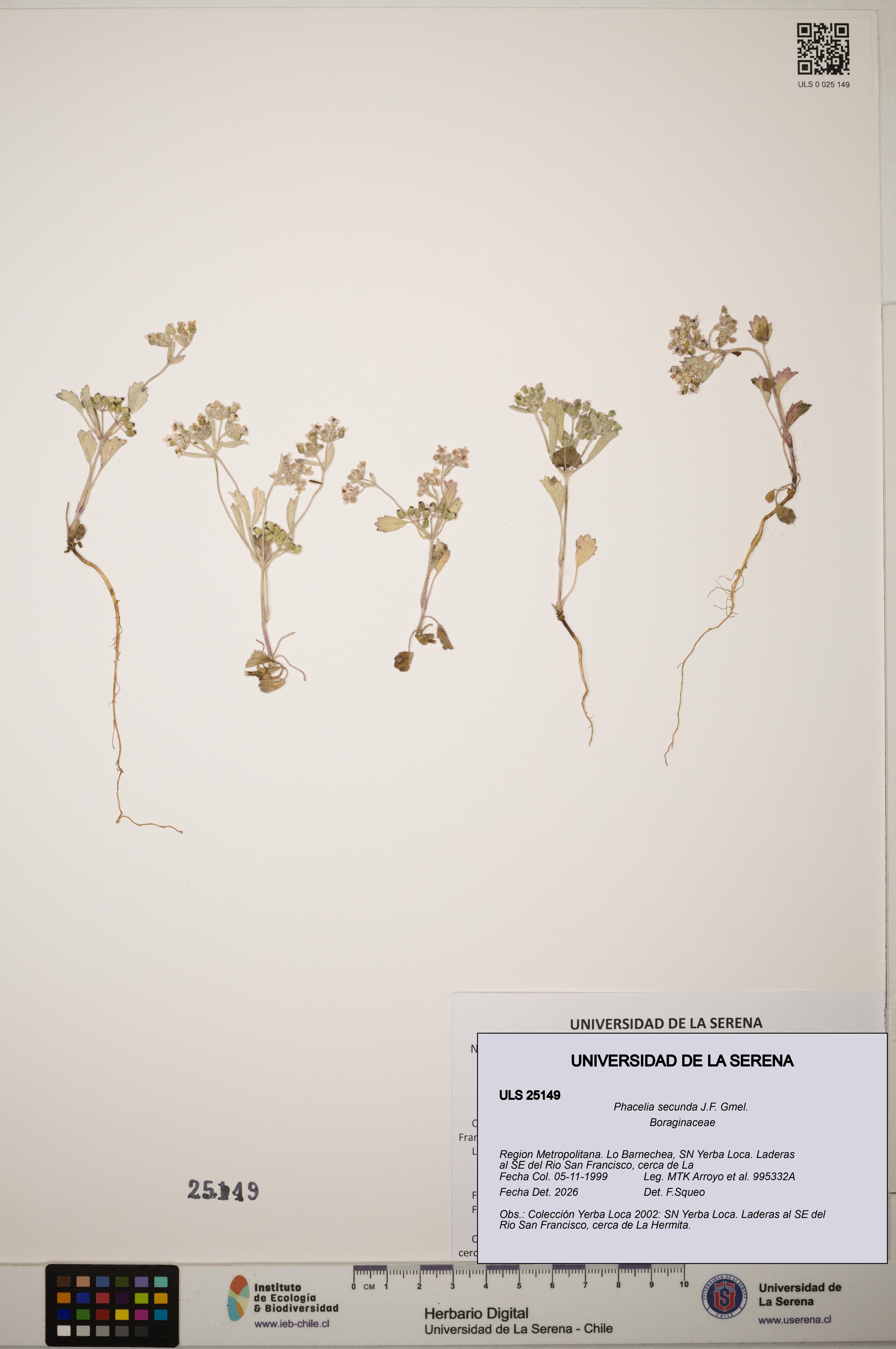 Phacelia secunda [Espécimen: ]