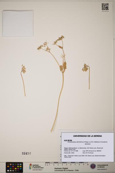 Homalocarpus dichotomus [Espécimen: ]