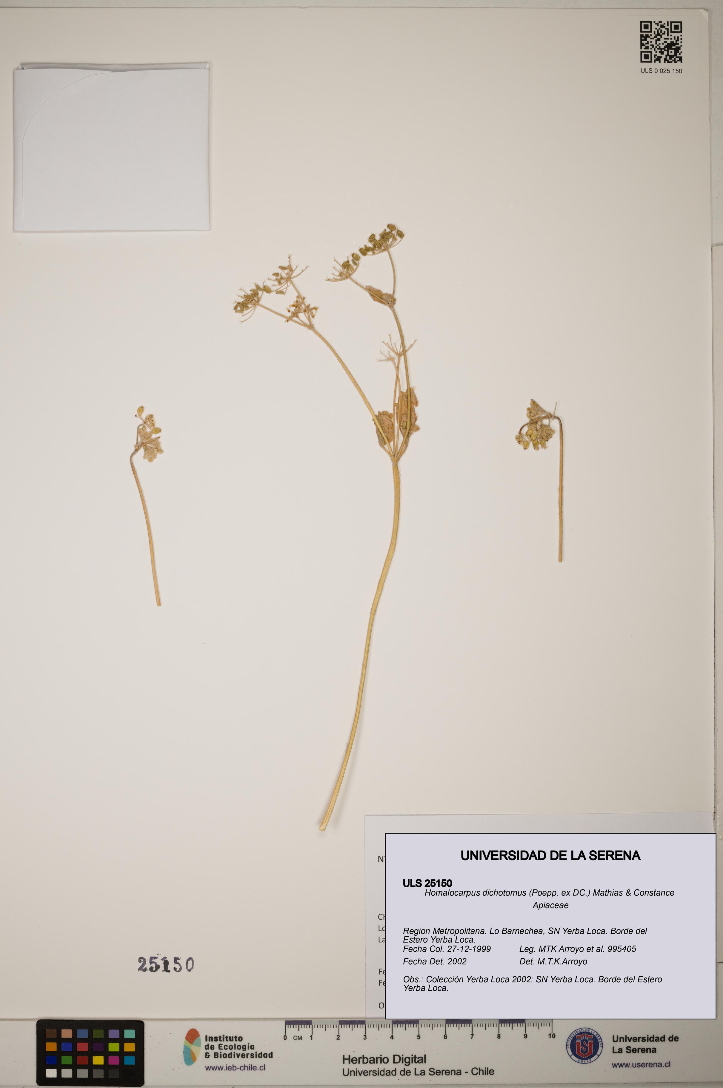 Homalocarpus dichotomus [Espécimen: ]