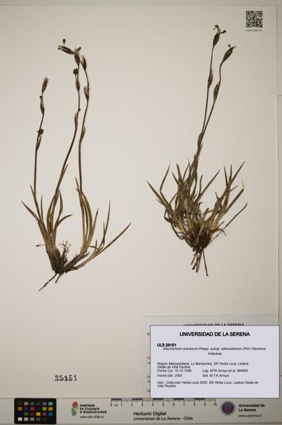 Sisyrinchium arenarium subsp. adenostemon [Espécimen: ]