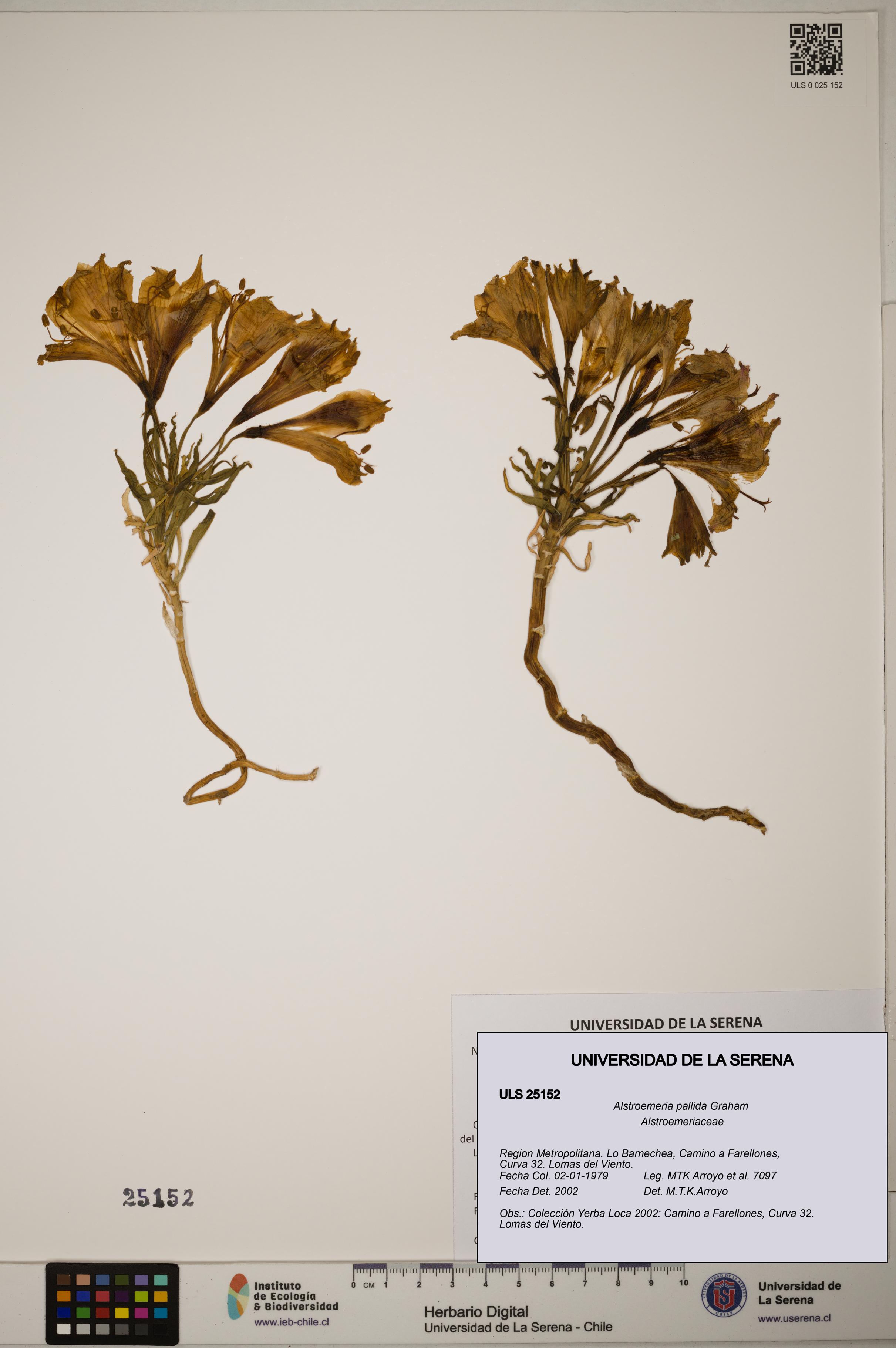 Alstroemeria pallida [Espécimen: ]