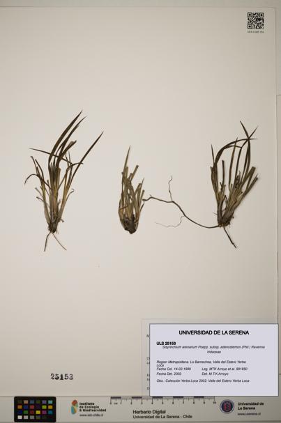 Sisyrinchium arenarium subsp. adenostemon [Espécimen: ]