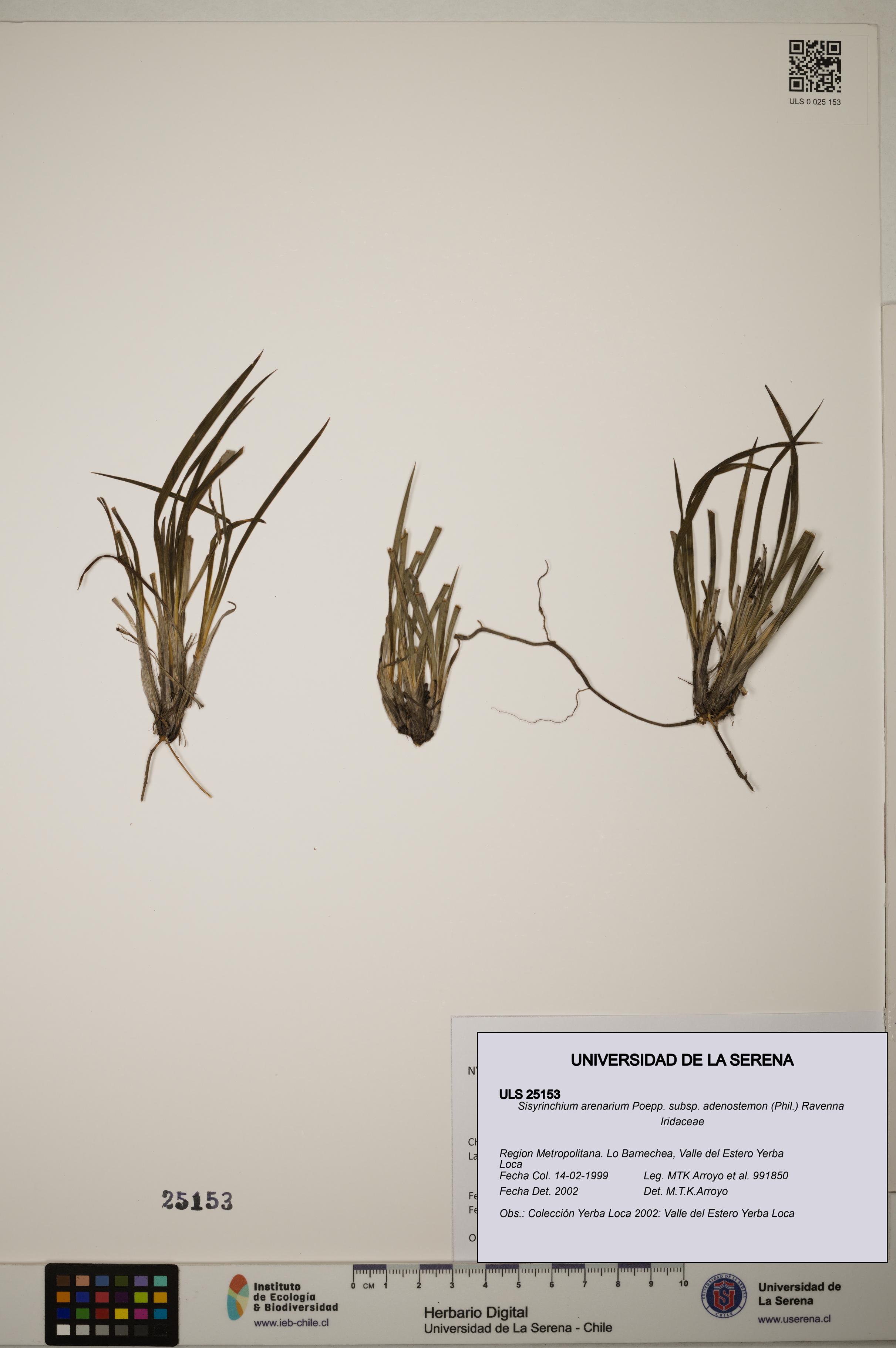 Sisyrinchium arenarium subsp. adenostemon [Espécimen: ]