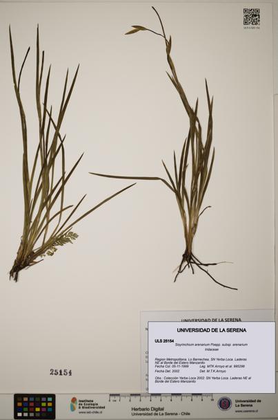 Sisyrinchium arenarium [Espécimen: ]
