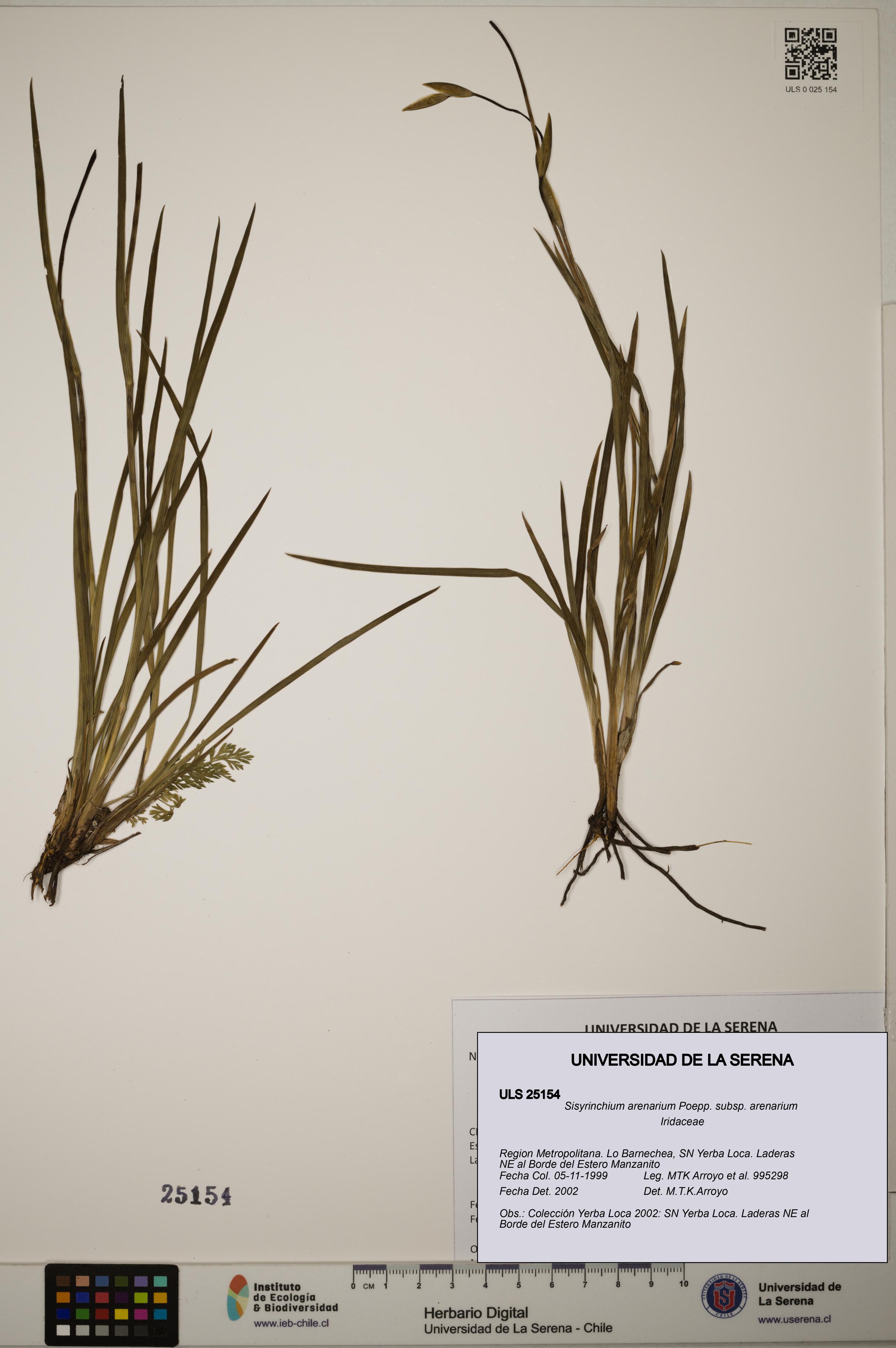 Sisyrinchium arenarium [Espécimen: ]