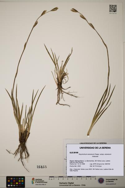 Sisyrinchium arenarium [Espécimen: ]