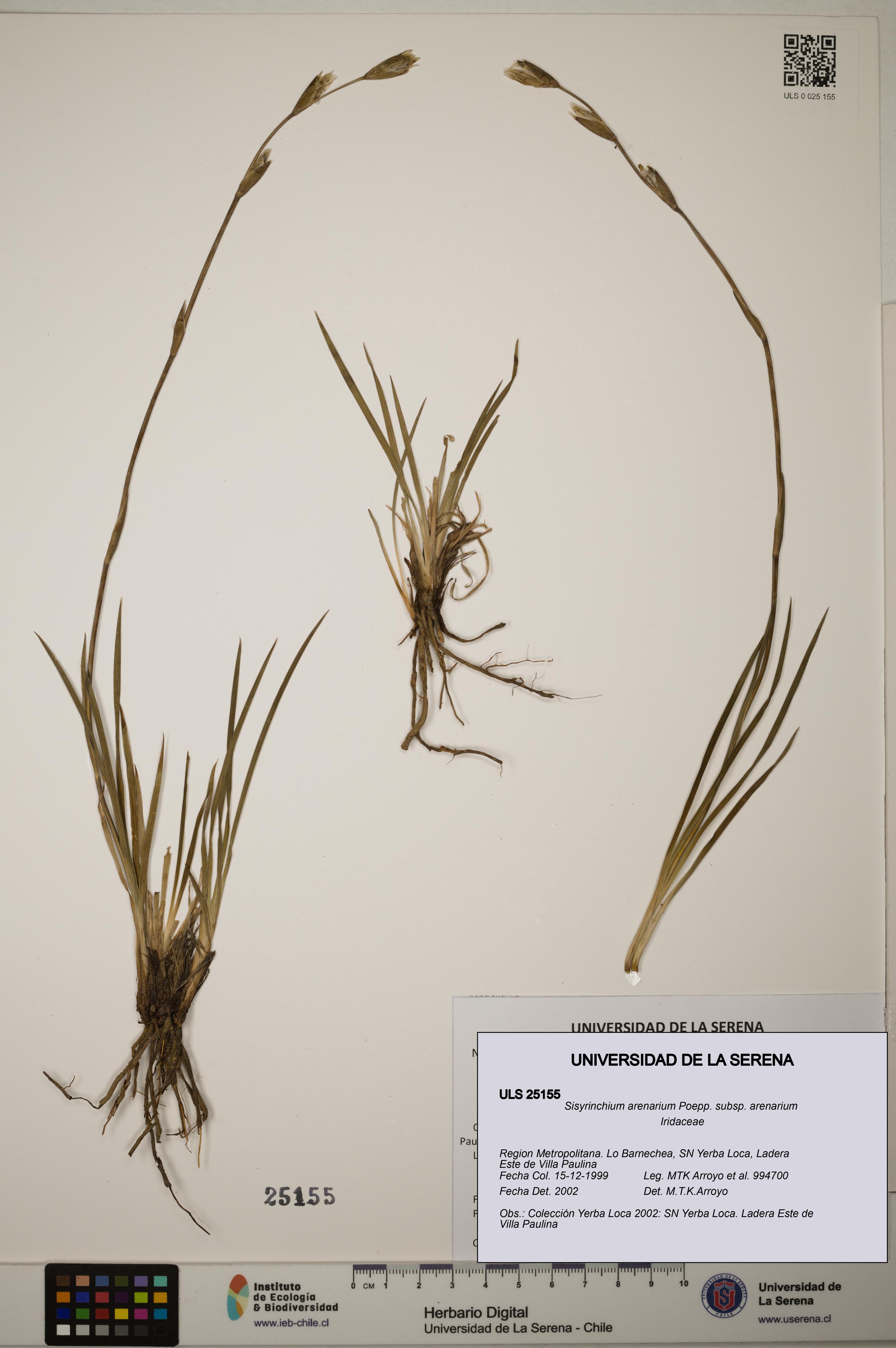 Sisyrinchium arenarium [Espécimen: ]