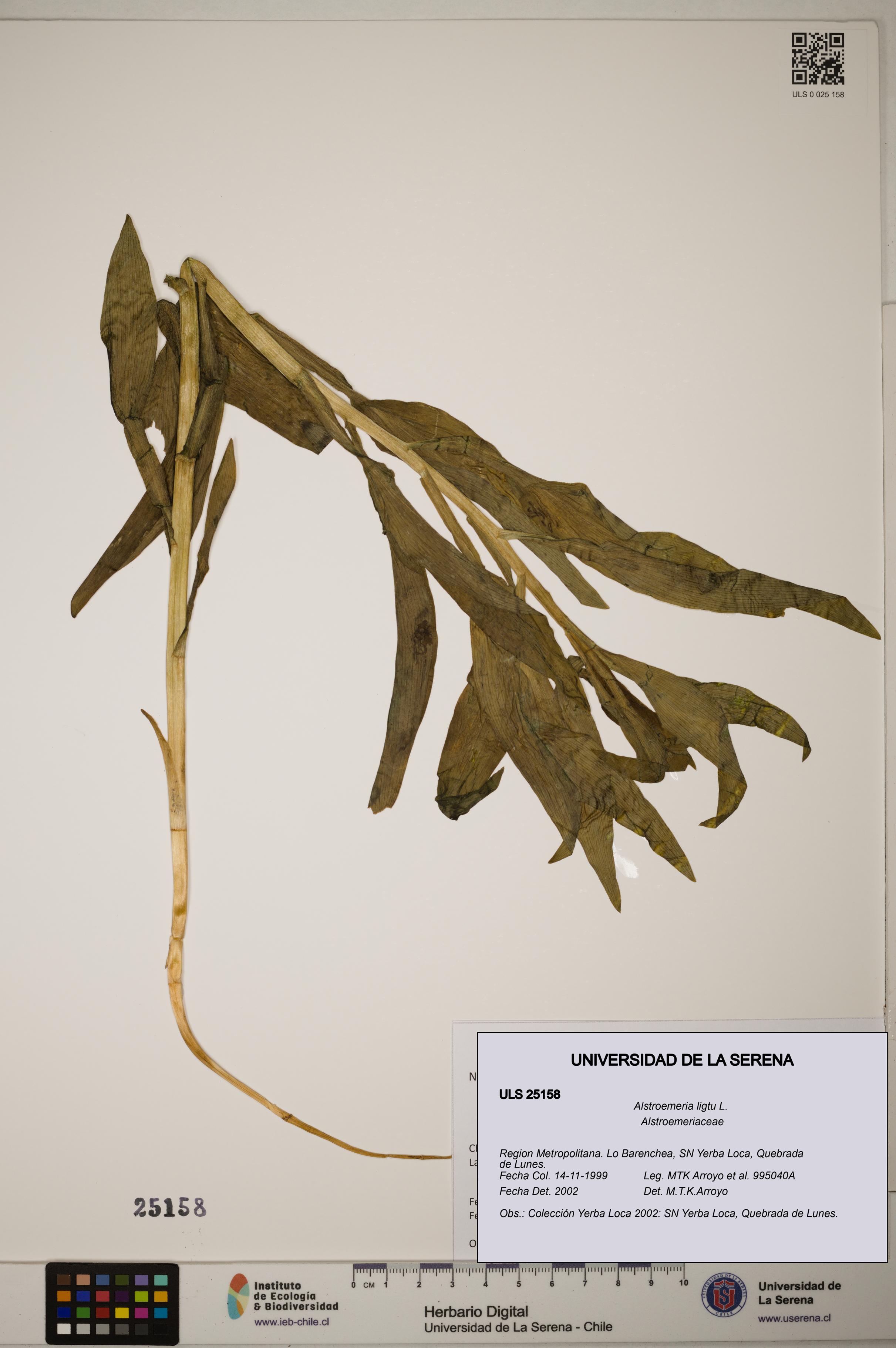 Alstroemeria ligtu [Espécimen: ]