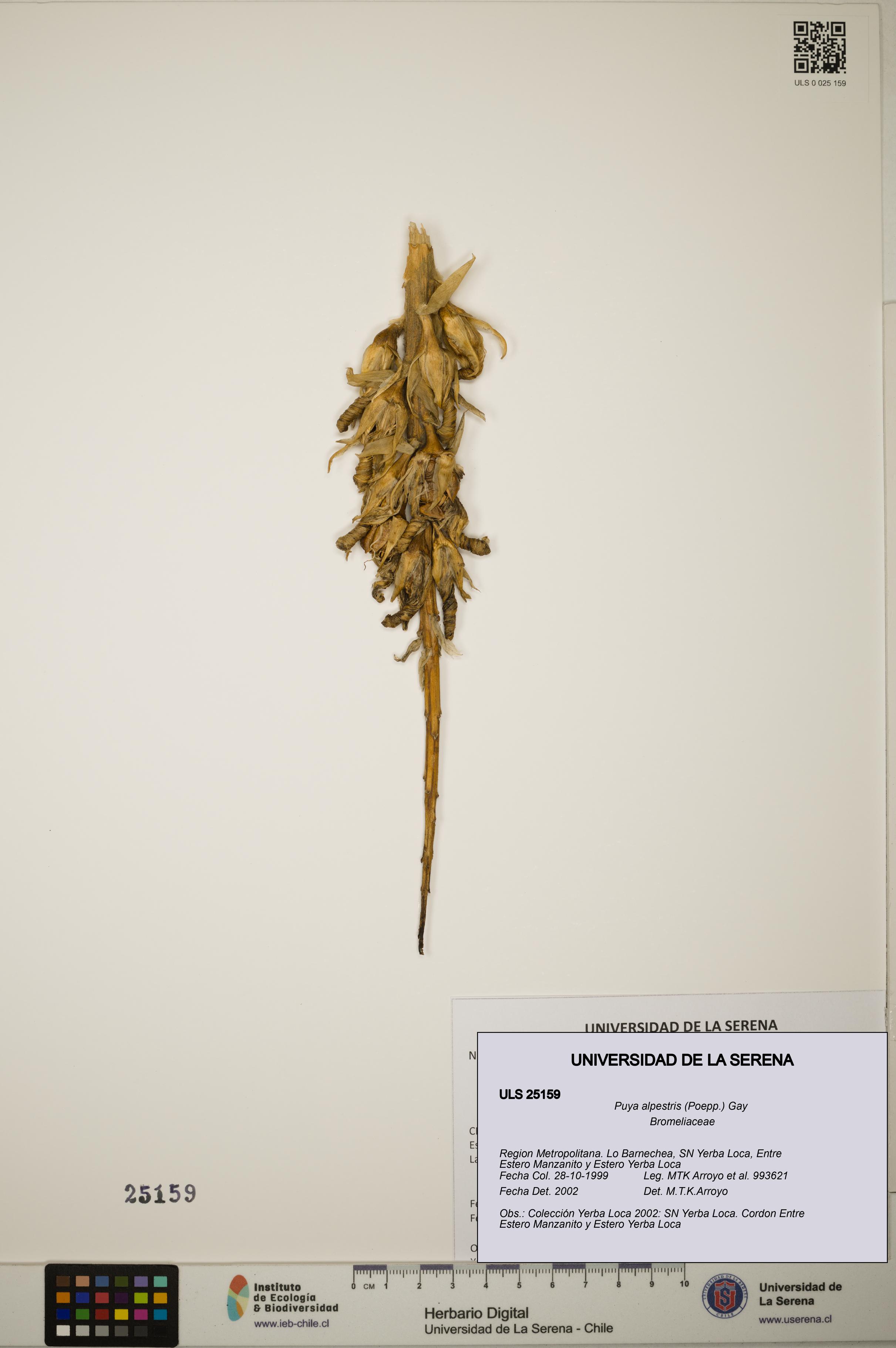 Puya alpestris [Espécimen: ]