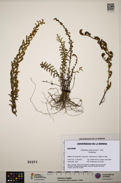 Cheilanthes mollis [Espécimen: ]
