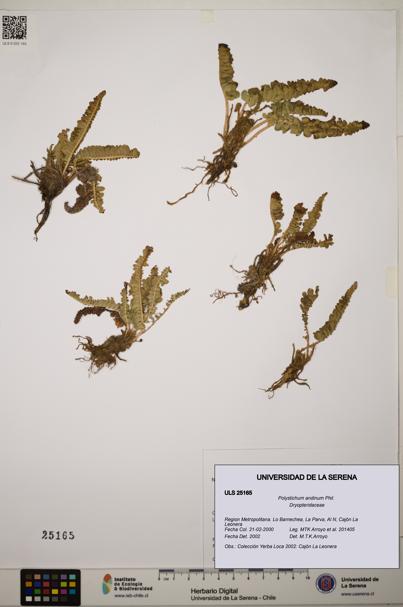 Polystichum andinum [Espécimen: ]