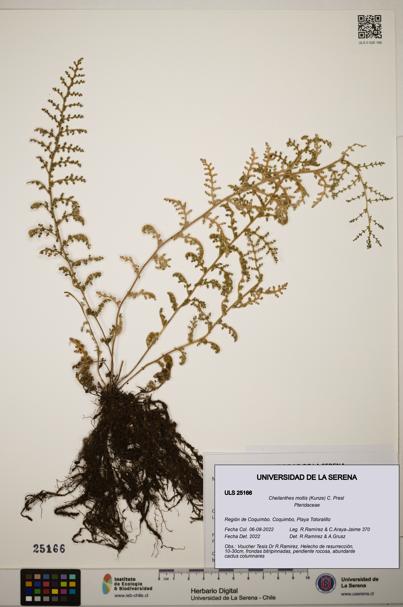 Cheilanthes mollis [Espécimen: ]
