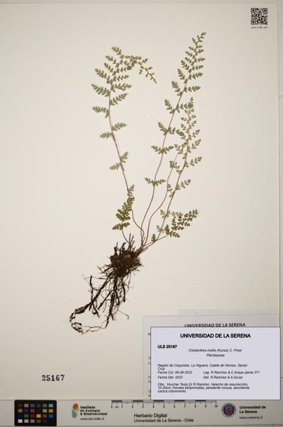 Cheilanthes mollis [Espécimen: ]