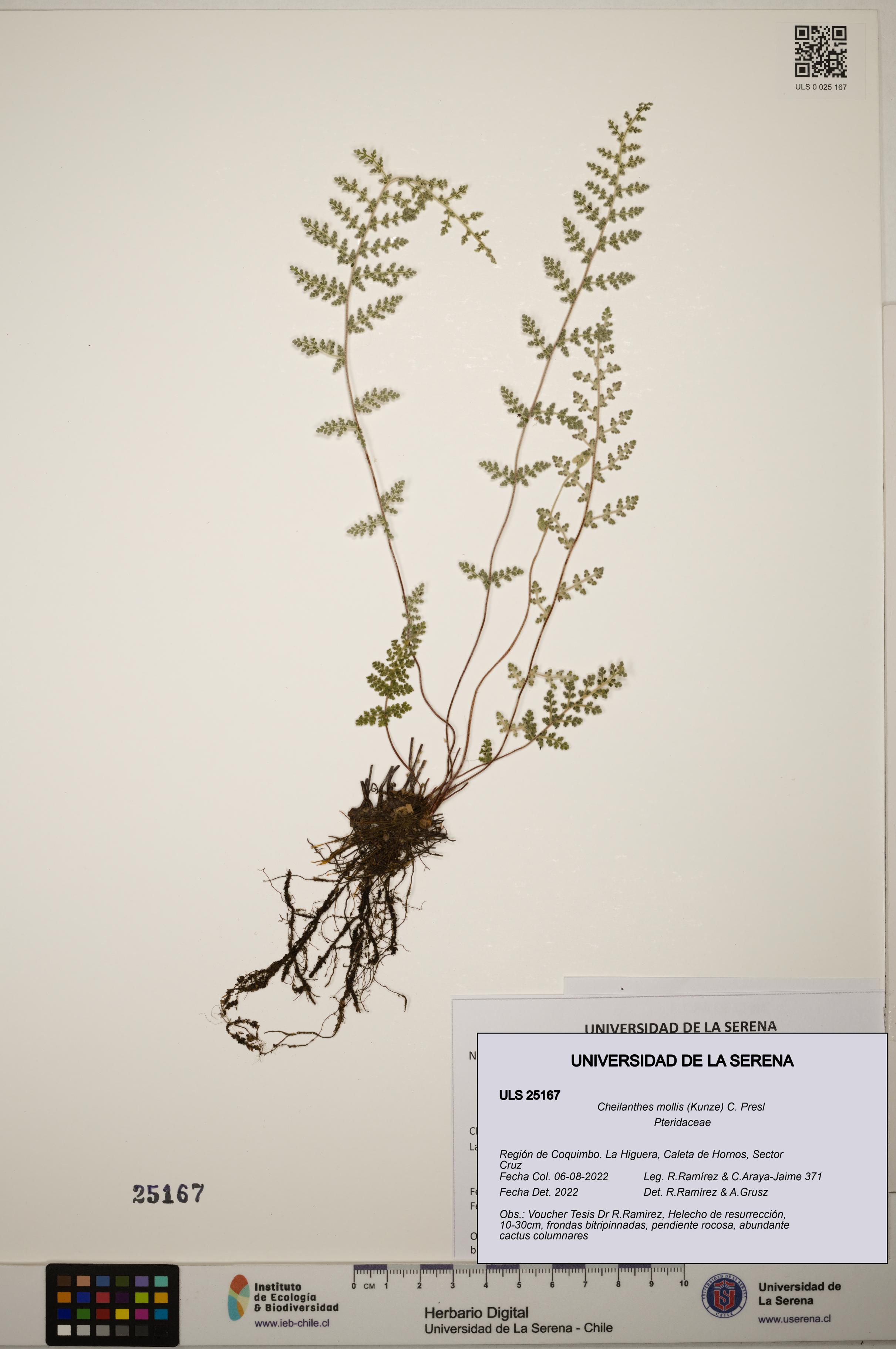 Cheilanthes mollis [Espécimen: ]