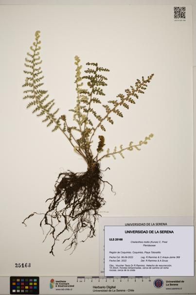 Cheilanthes mollis [Espécimen: ]