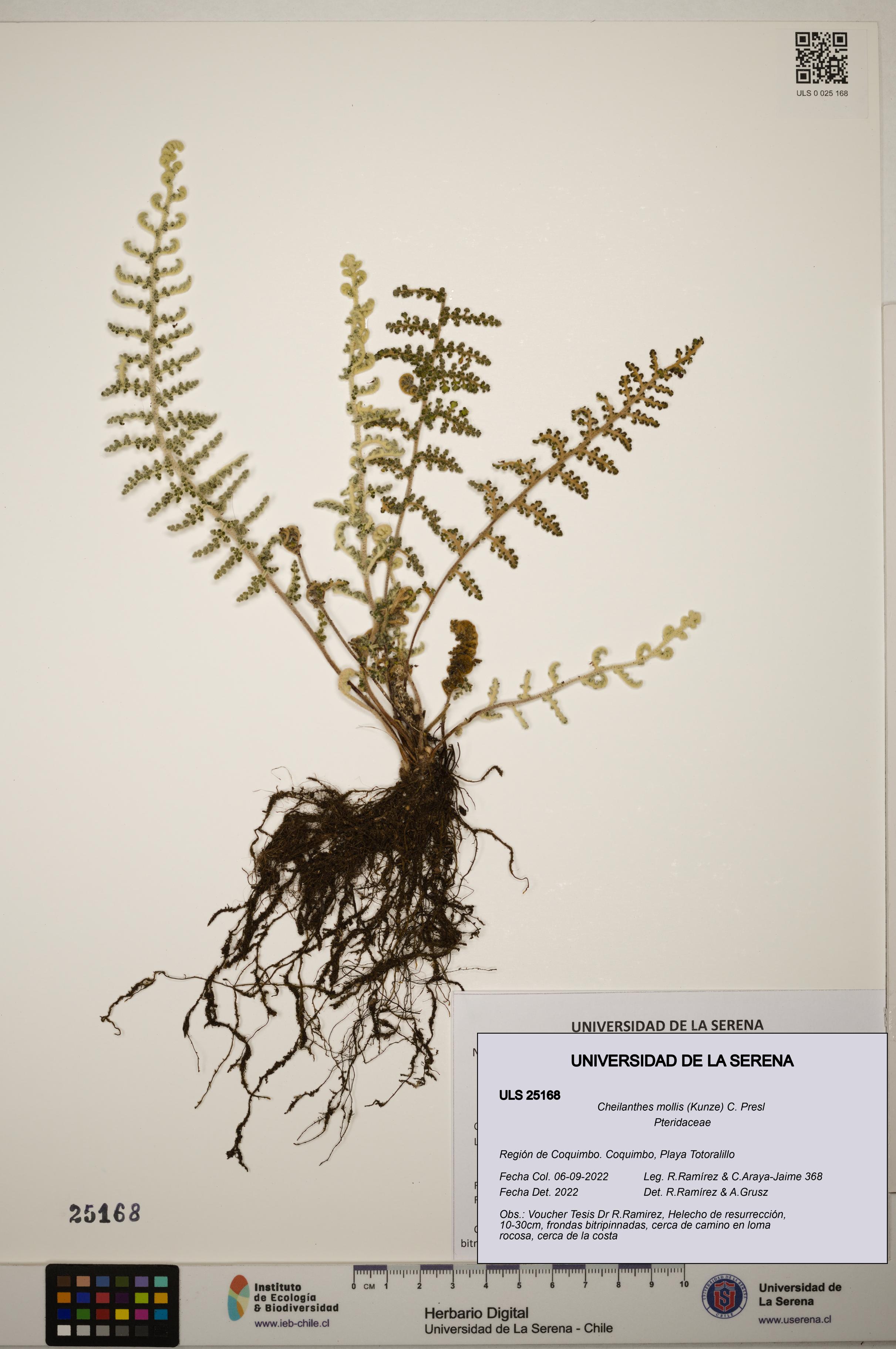 Cheilanthes mollis [Espécimen: ]
