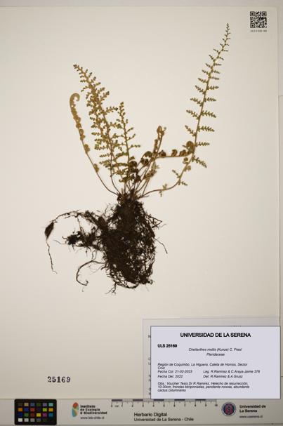 Cheilanthes mollis [Espécimen: ]