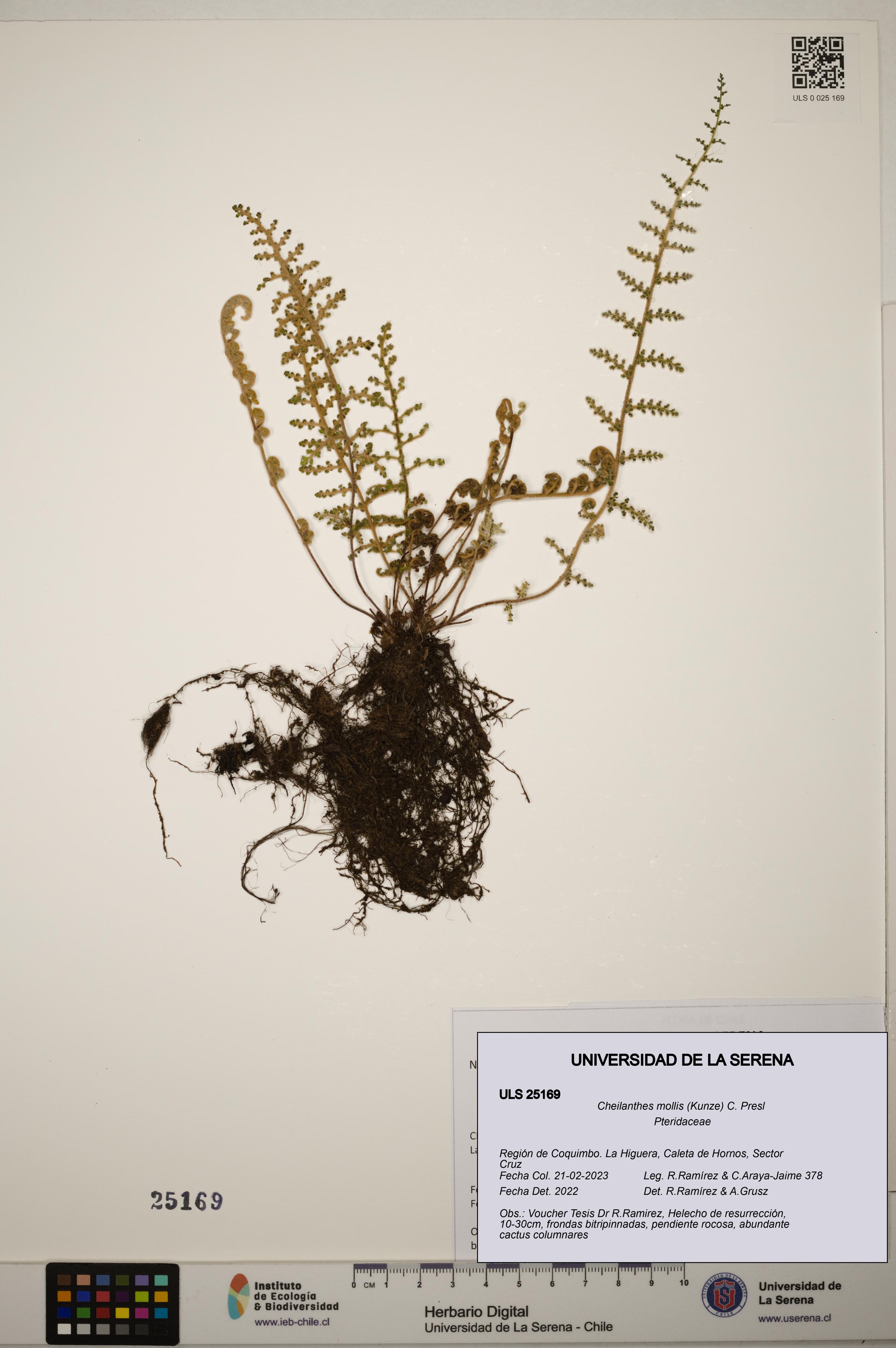 Cheilanthes mollis [Espécimen: ]