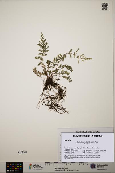 Cheilanthes mollis [Espécimen: ]