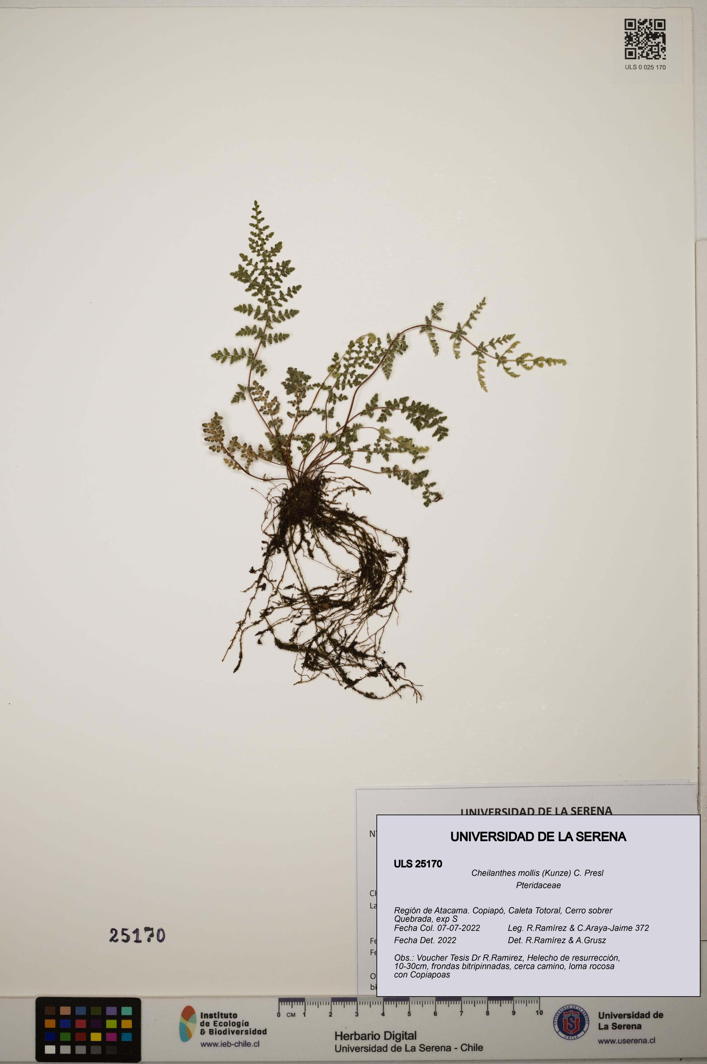 Cheilanthes mollis [Espécimen: ]