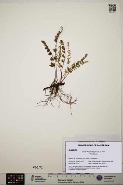 Cheilanthes mollis [Espécimen: ]